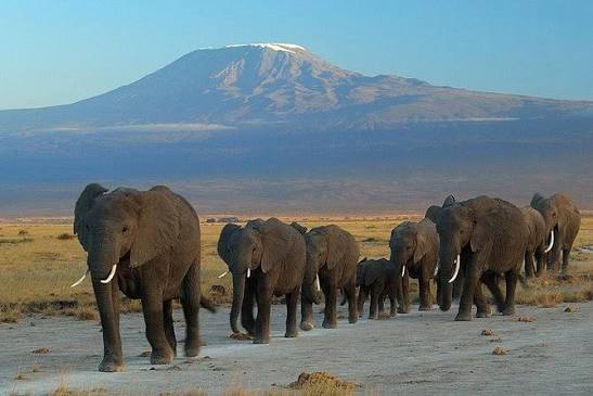 Tsavo West and Amboseli Safari